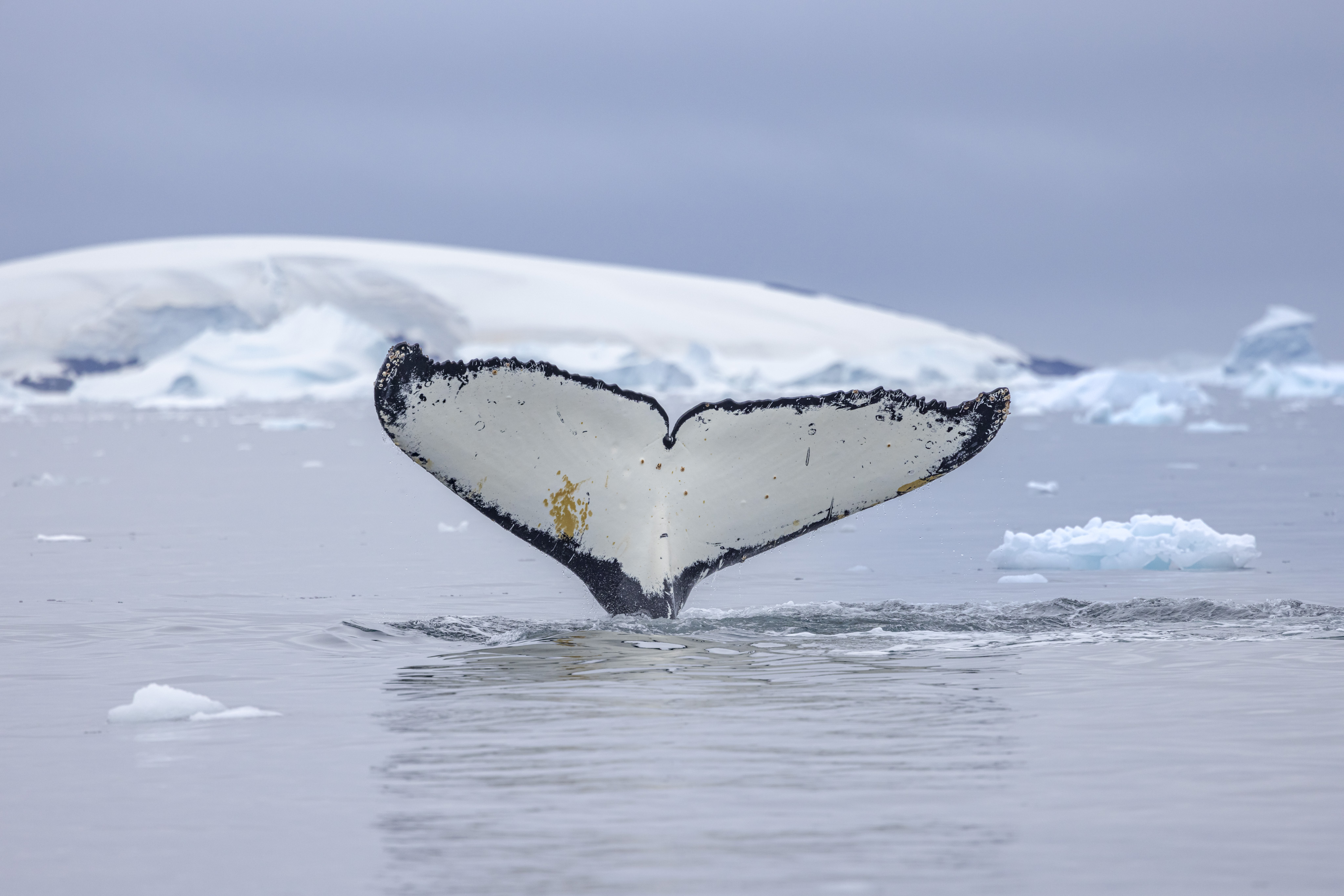 Kreuzfahrt-von-Kap-zu-Kap-F-r-die-Forschung-Wale-beobachten
