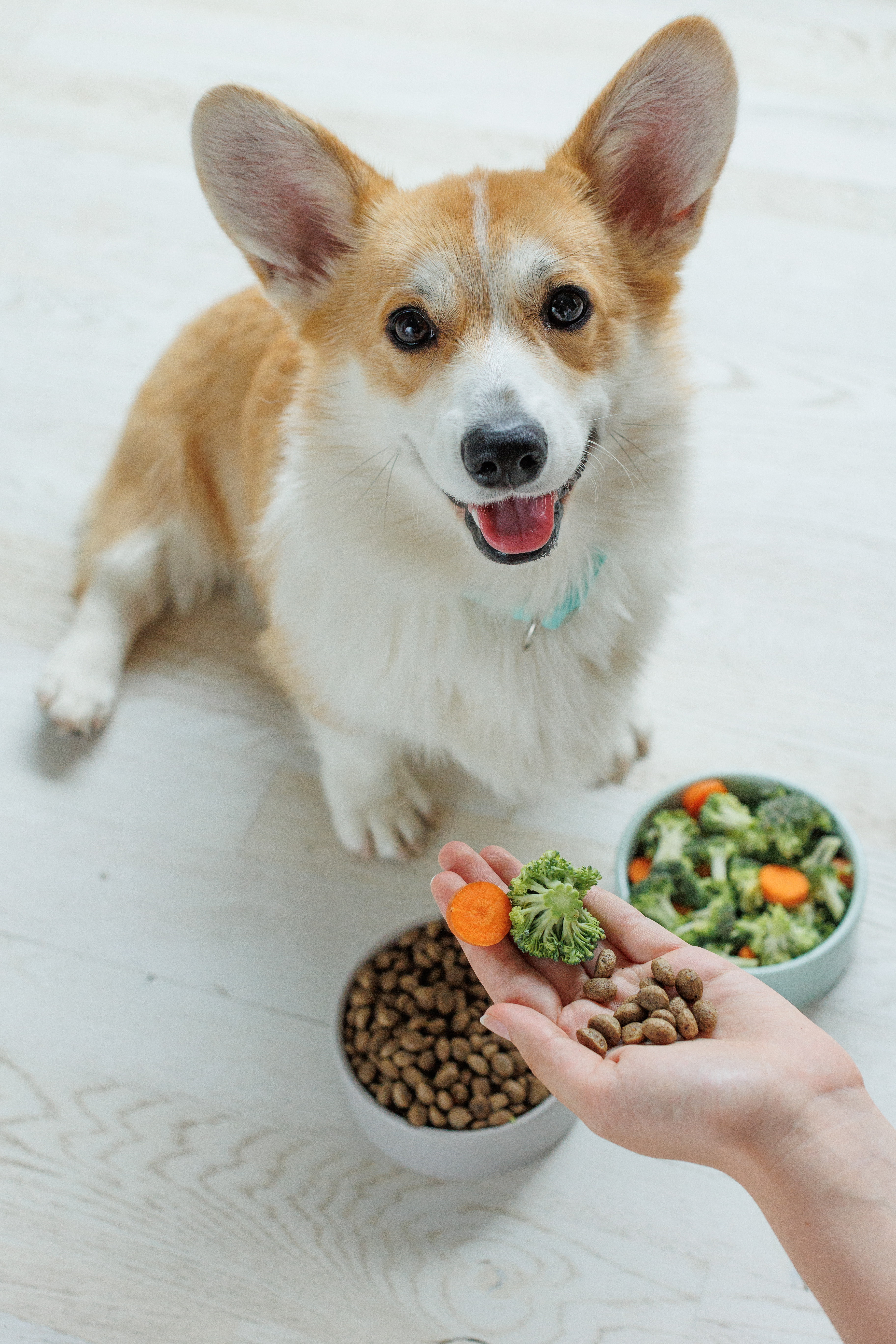 Den ersten Schritt gehen: Christopherus launcht vegetarisches Hundefutter,  VAFO.de GmbH & Co.KG, Story - lifePR