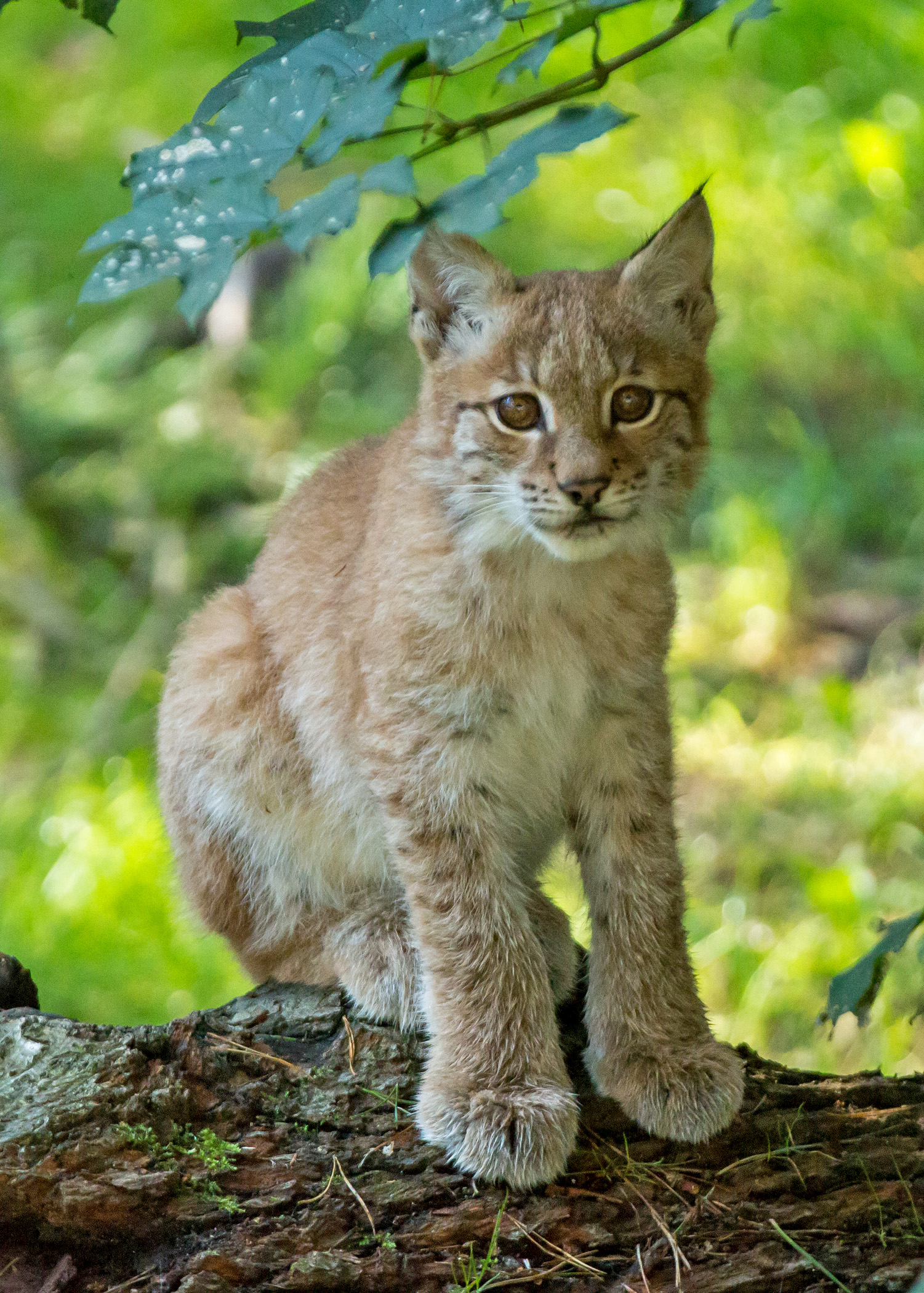 Endlich Luchs Jungtier Im Wildpark Mv Abgelichtet Wildpark Mv Natur U Umweltpark Gustrow Ggmbh Pressemitteilung Lifepr