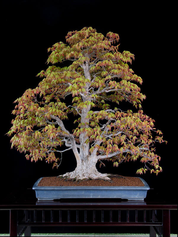 BonsaiAusstellung, Botanischer Garten MünchenNymphenburg