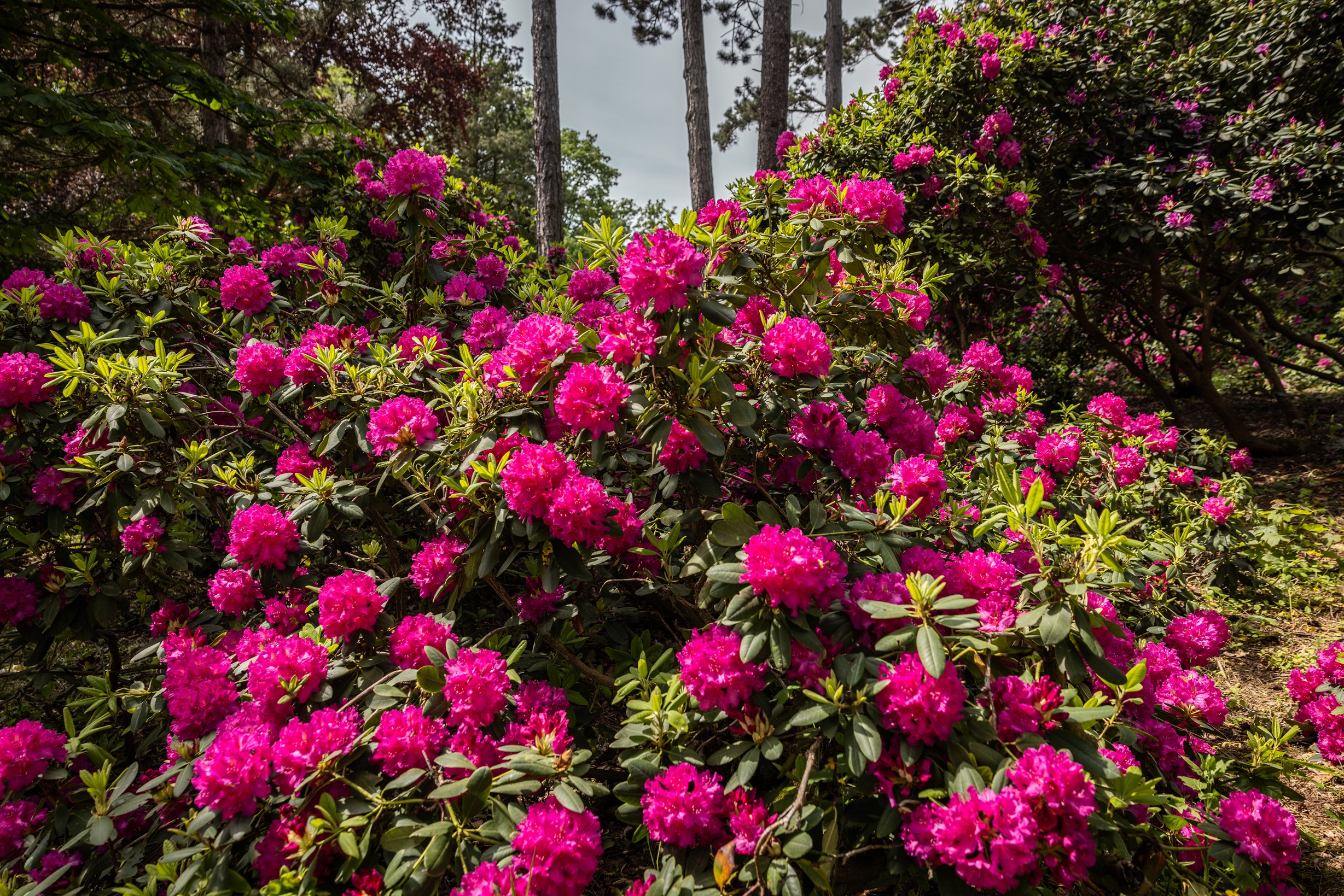 rhododendron düngen flüssig Bio-Hortensien- & Rhododendrondünger kaufen
