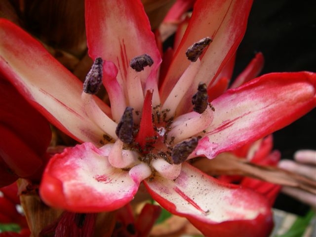 Speerblume blüht im Botanischen Garten, Universität Rostock Wirtschafts- und Sozialwissenschaftliche Fakultät Institut für Wirtschaftspädagogik, Story