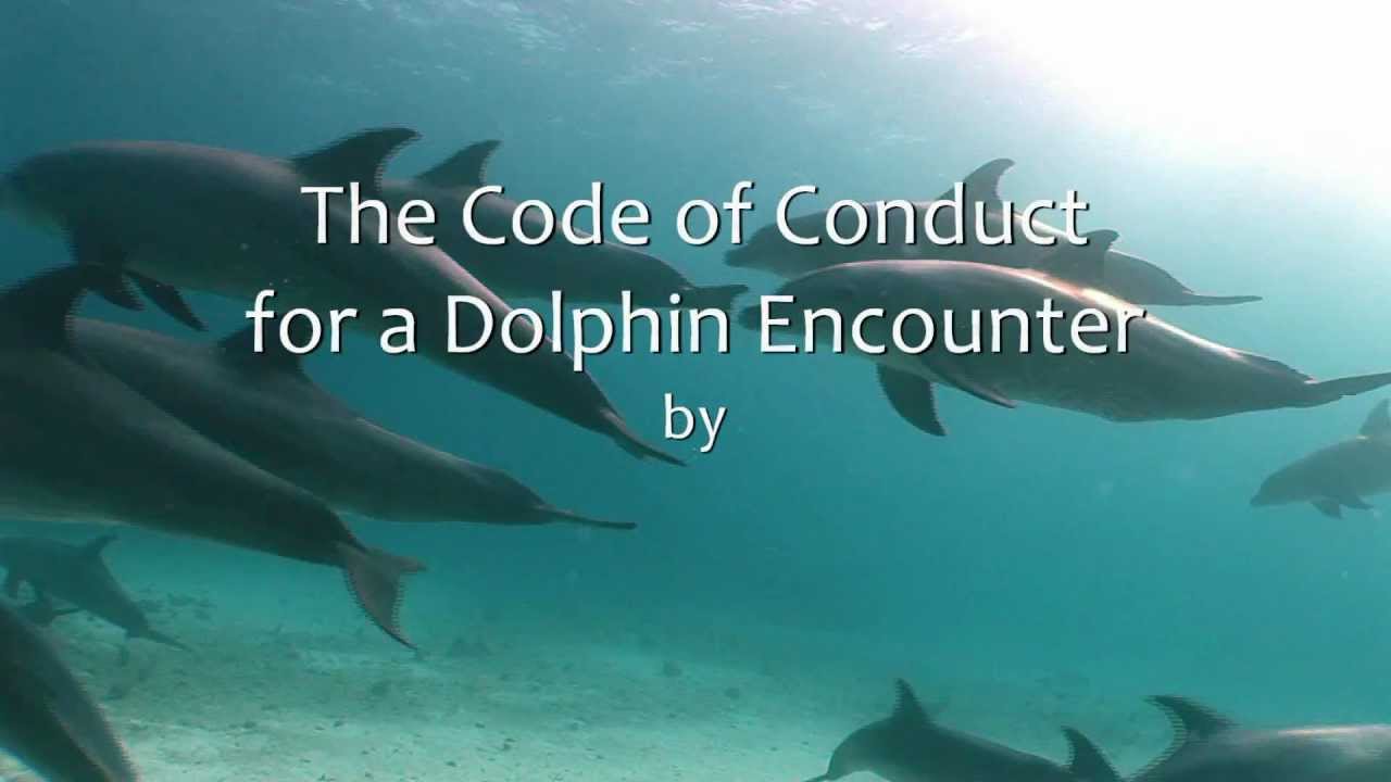 The Code of Conduct for Dolphin Encounters