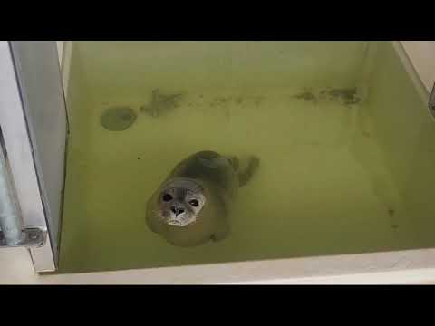 Gerettete Seehundwelpen im Robbenzentrum Föhr