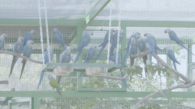 Spix's Macaw – First Group in The Release Aviary