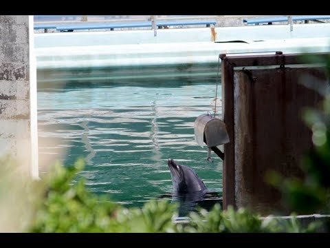 Honey the lonely dolphin, abandoned in Japanese aquarium, sparks public outcry