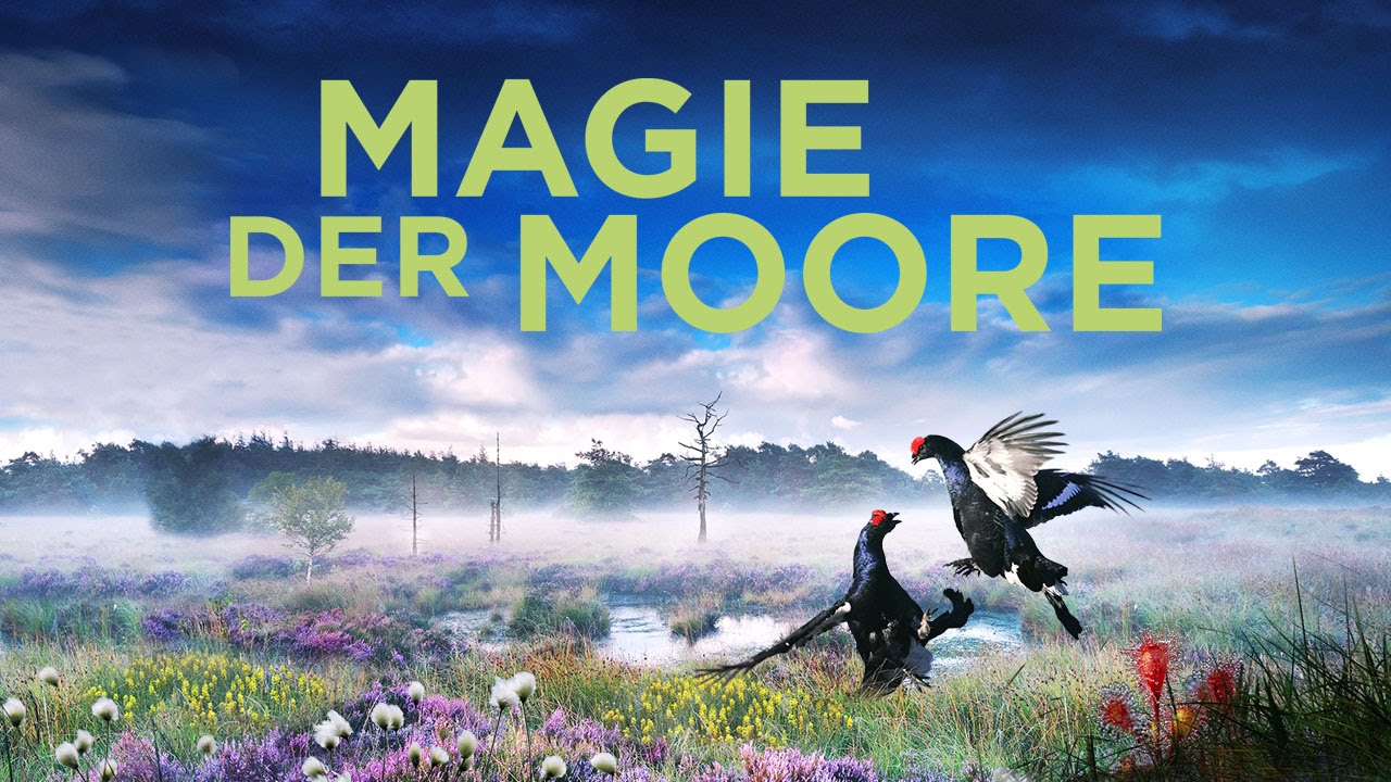 Naturfilmer Jan Haf - Magie der Moore