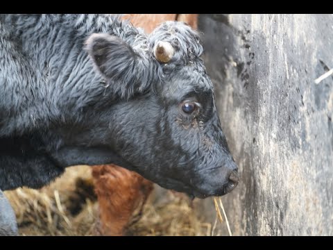Rettung der 27 Rinder aus akuter Notlage
