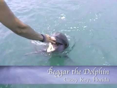 Beggar the Dolphin