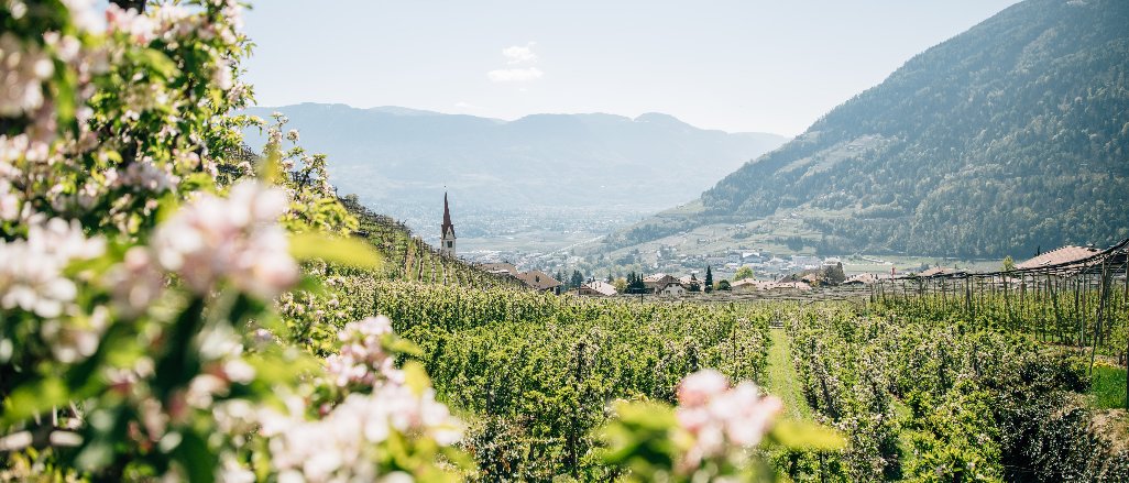 Titelbild der Firma Tourismusverein Algund