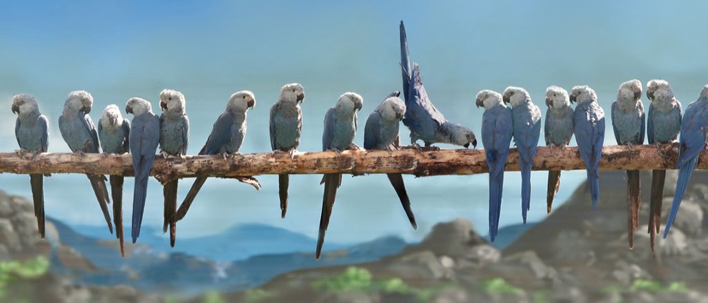 Titelbild der Firma ACTP e.V. – Association for the Conservation of Threatened Parrots e.V.
