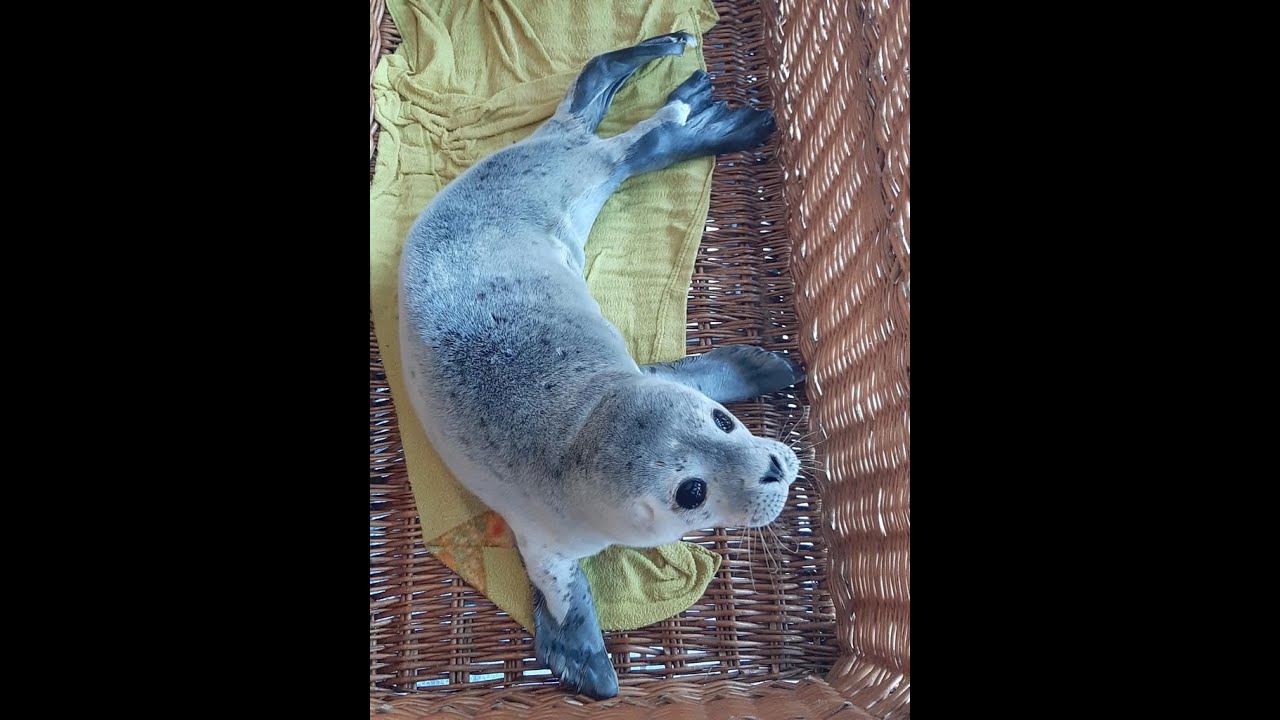 Petition: Tierärzten muss es erlaubt sein, verletzte und kranke Robben zu retten!