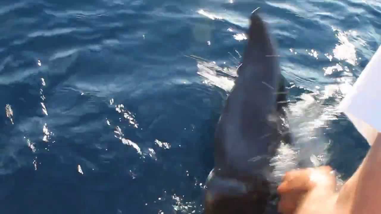 Dramatische Delfinrettung bei der Insel Rava