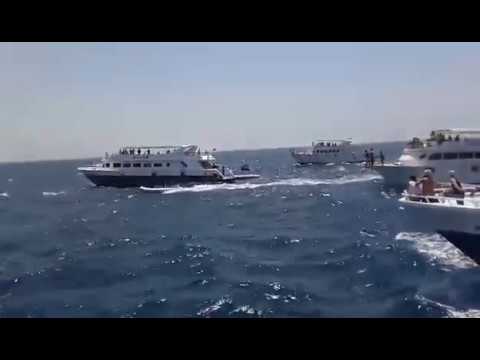 Hurghada: Brutale Delfinhetzjagden im Roten Meer beim Schwimmen mit Delfinen