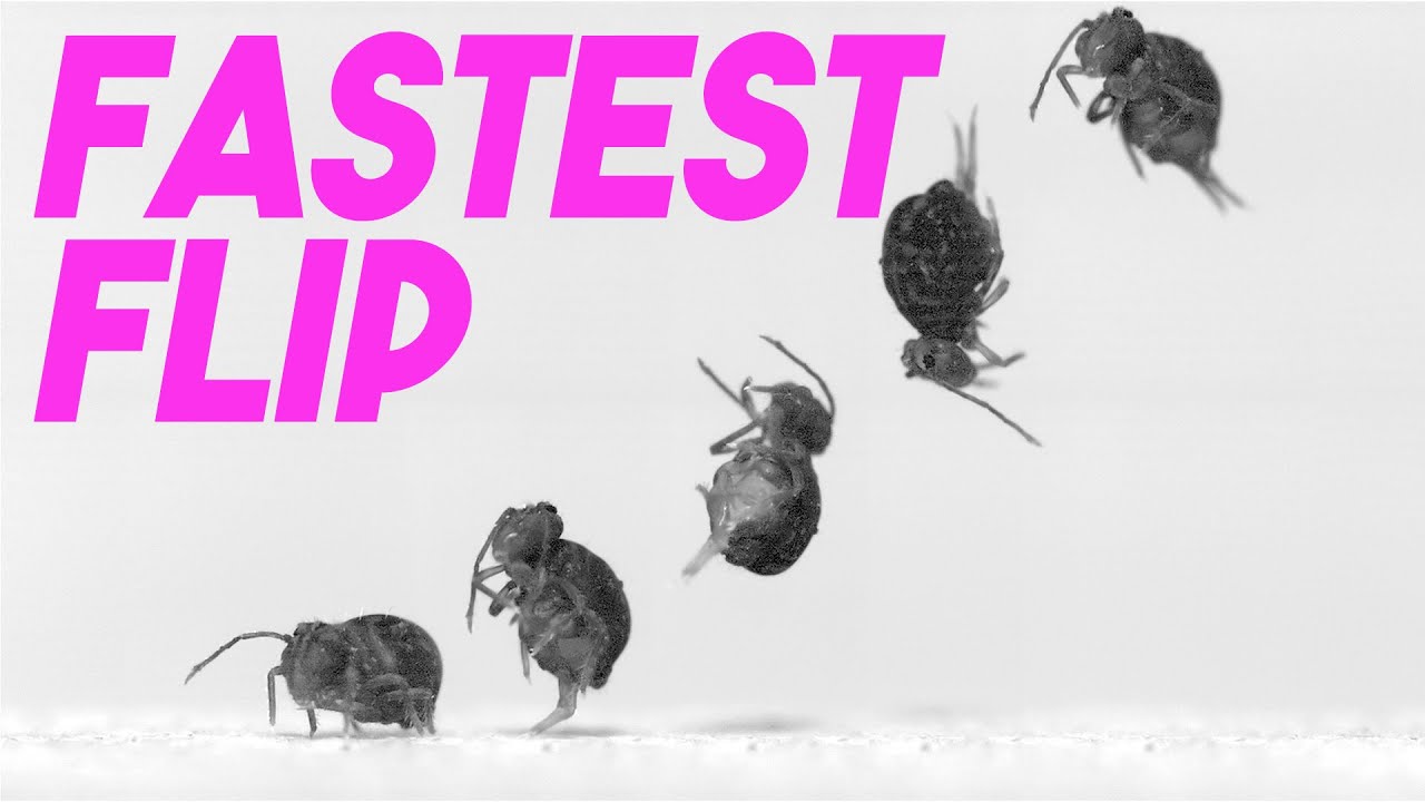 Springtails do the fastest backflip on earth!