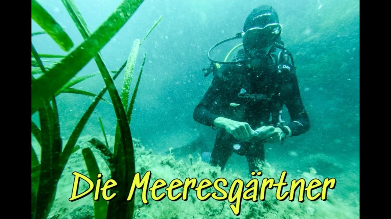 Reanturierung einer Seegraswiese bei Stoupa: Einsatz der Meeresgärtner von Project Manaia