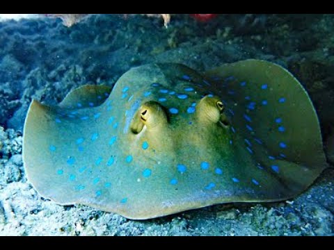 Lewa: ein schwangeres Ozeanien-Fächerrochen-Weibchen vor Drawaqa Island, Fidschi