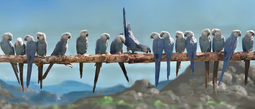 Titelbild der Firma (Engl) ACTP e.V. – Association for the Conservation of Threatened Parrots e.V.