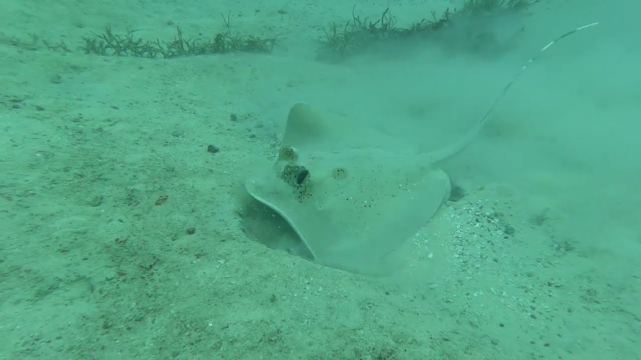 Fidschi-Maskenrochen wühlt im Meeresboden
