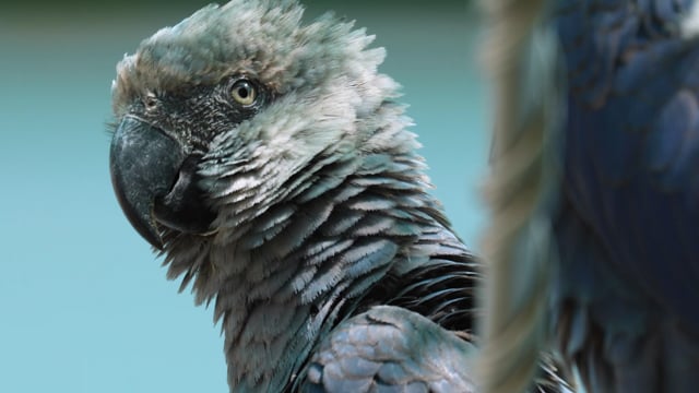 Spix's Macaw Release Final-News