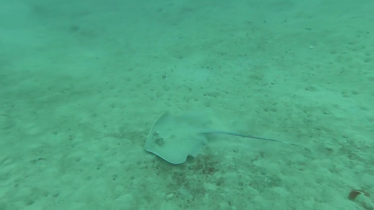 Fidschi-Maskenrochen, Sunrise Beach, Yasawa Island, Fidschi