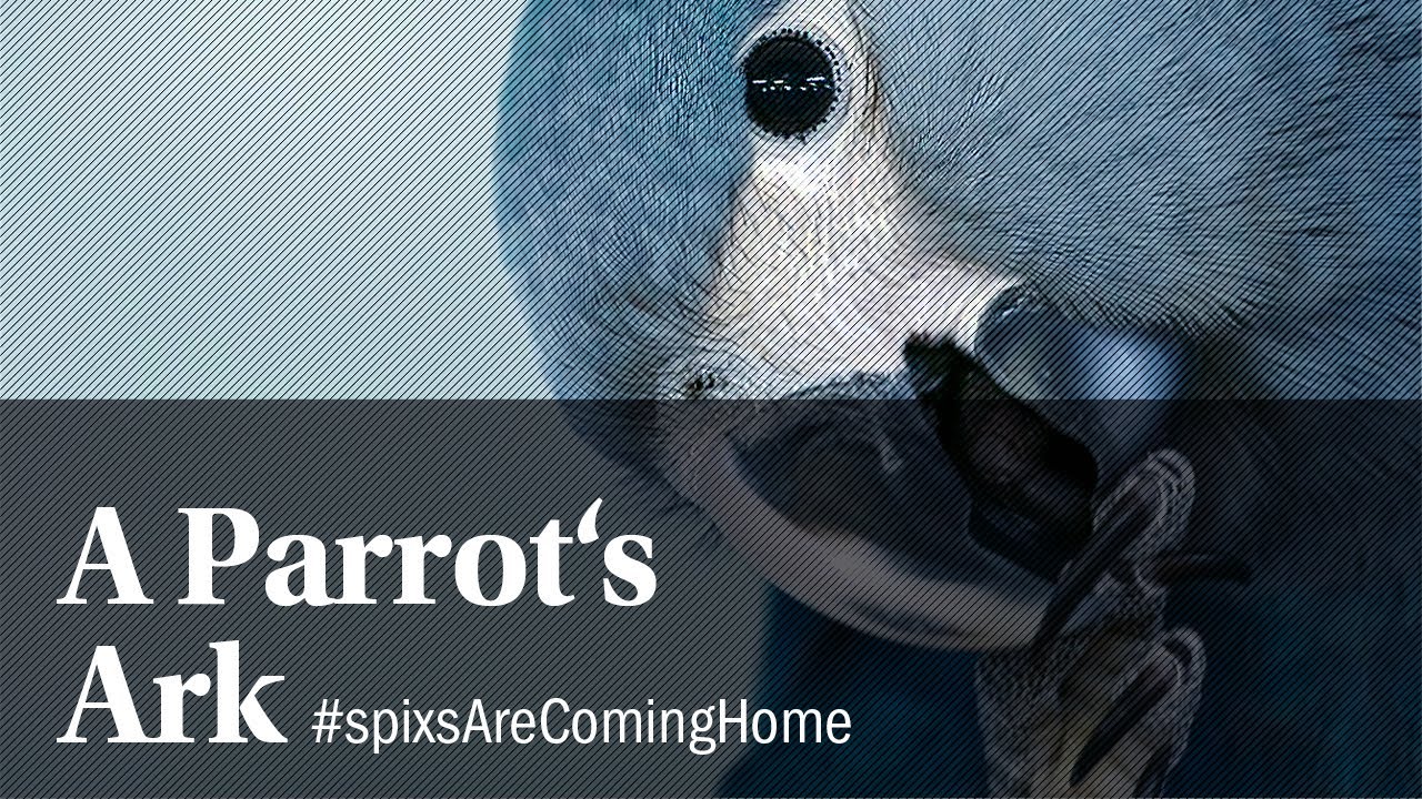 A Parrot's Ark – ACTP e.V. #spixsAreComingHome