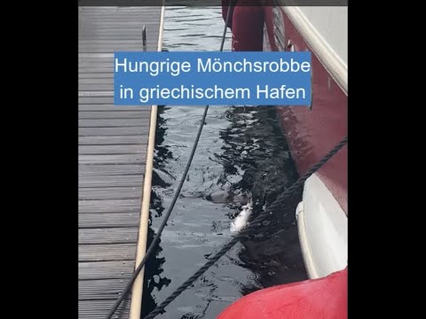 Mönchsrobbe in einem griechischen Hafen