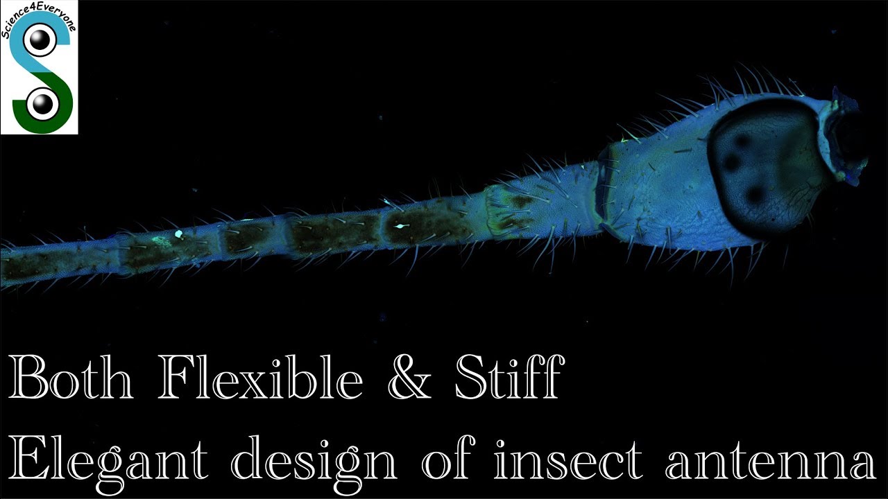How to be both flexible and stiff? A lesson from insect antenna