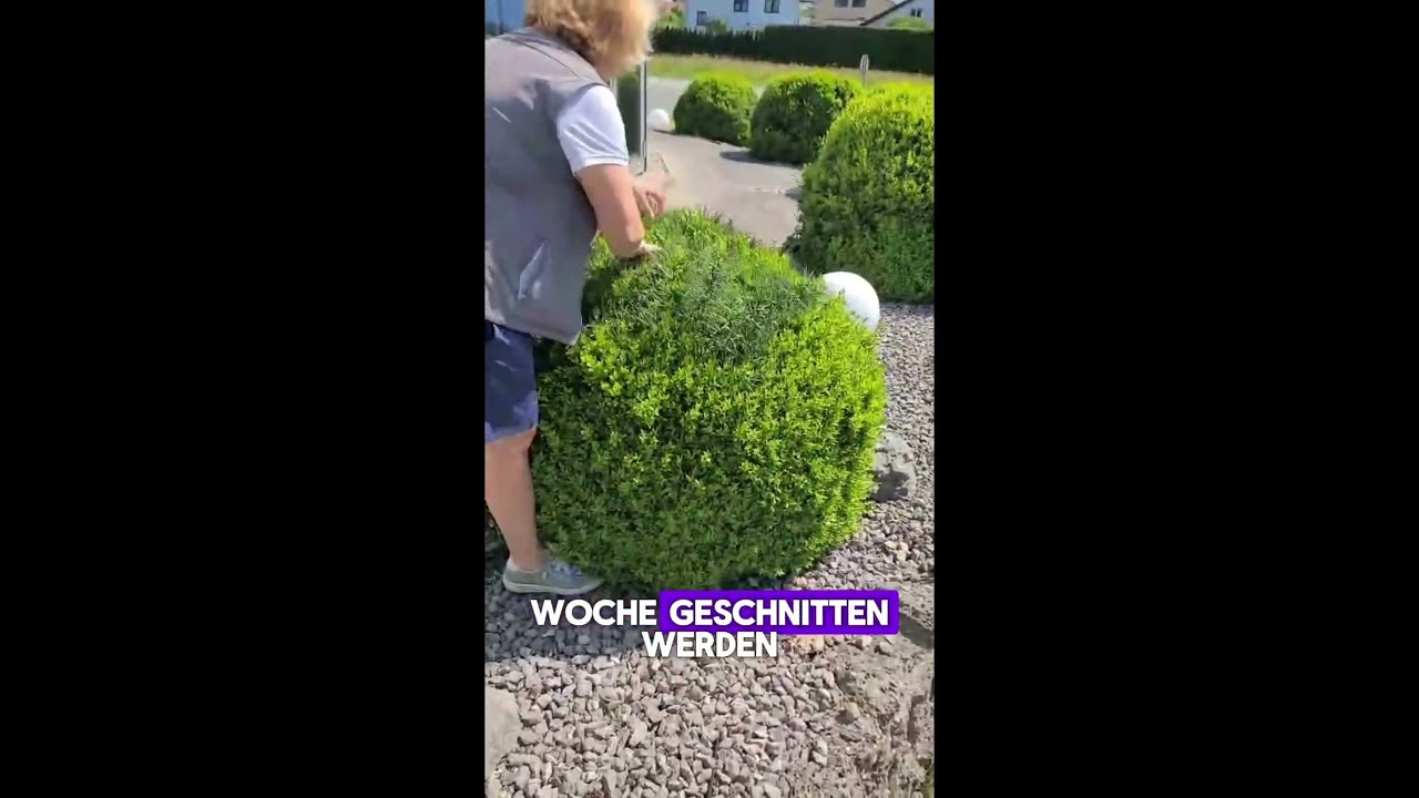 Buchsbäume rechtzeitig schneiden - auch mit buxit® Netz geschützte!