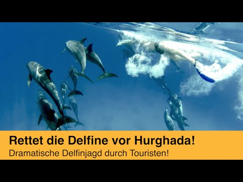 Delfine hautnah - leiden für den Tourismus in Hurghada/Ägypten
