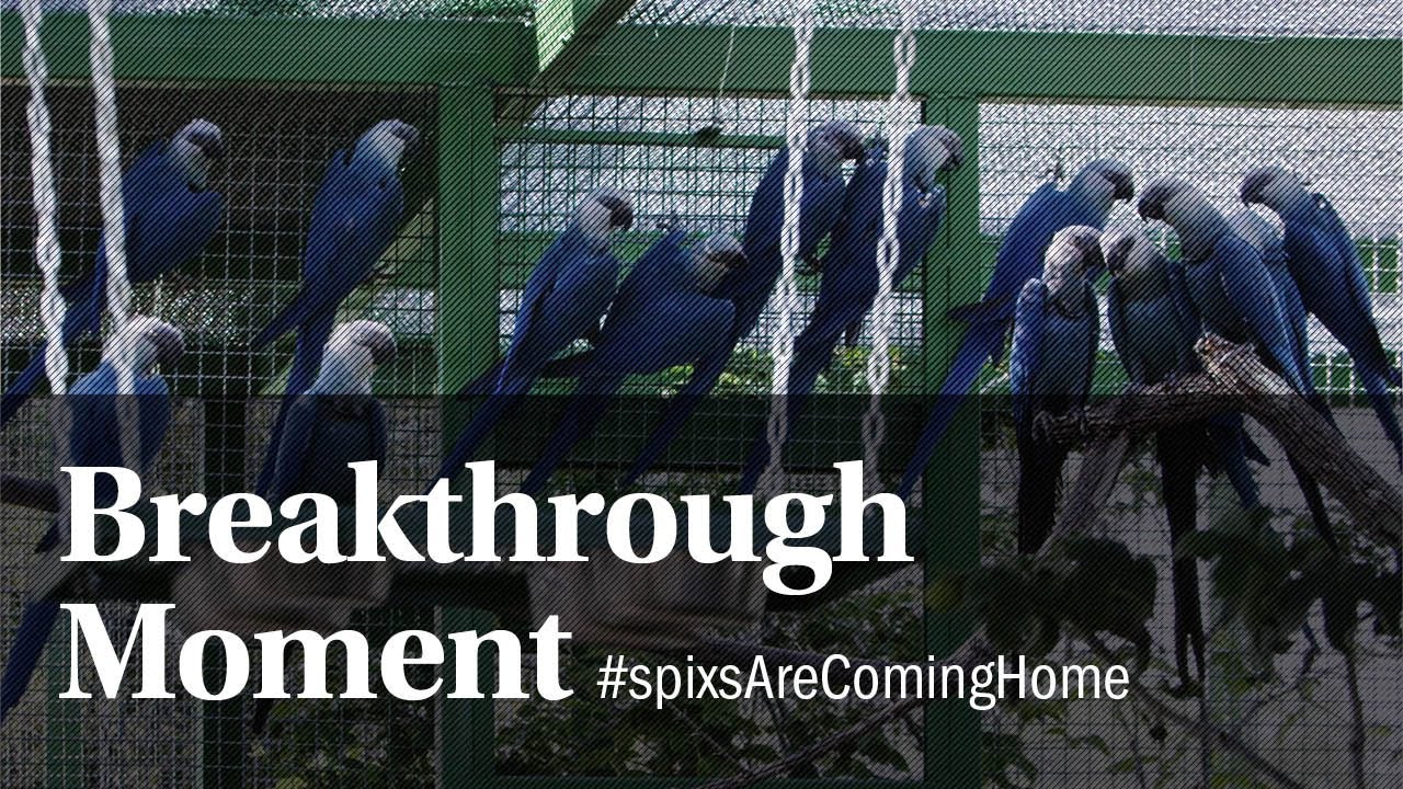 Spix's Macaw Release Project – a Breakthrough Moment – ACTP e.V.