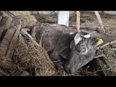 Notruf für 27 Rinder - Lukasz wird zu einer grausamen Tiertragödie gerufen