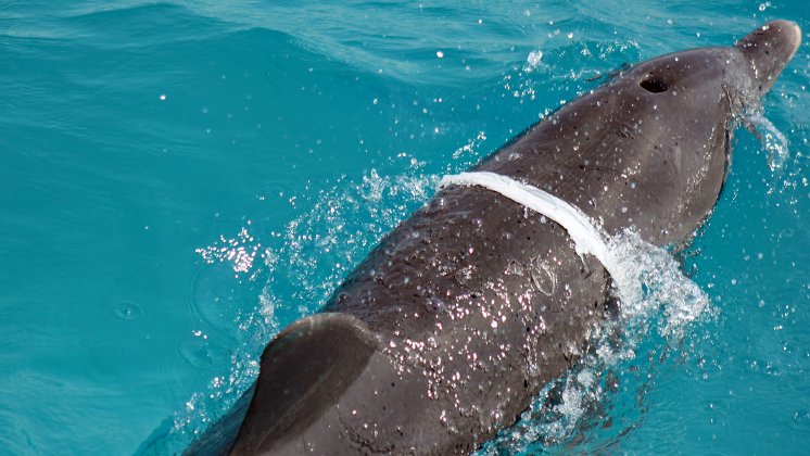 Delfin_mit_Plastikeinschnuerung_von_DWA.jpg