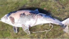 Verendeter Schweinswal in der Ostsee.