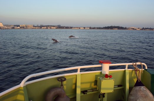 2016-01-01 Delfine bringen Neujahrsgrüße zu Grömitzer Seenotrettern (1).jpg