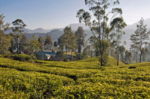 Sri Lanka_Ceylon Tea Trails_Teeplantage.jpg