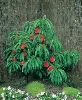 Artevos_Pfirsich_Amber®_‘Pix Zee‘-s-.jpg