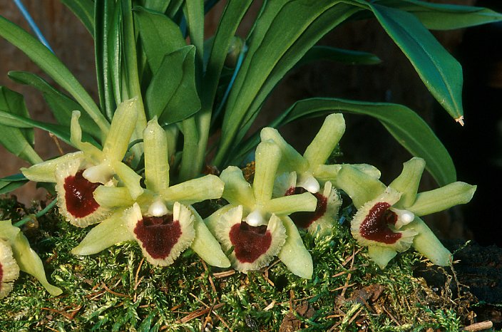 Kefersteinia_pulchella_orchidaceae.jpg