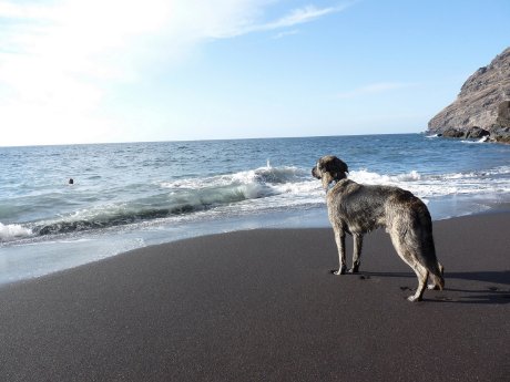 Hund am Strand.jpg