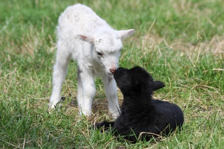 Skudden Zwillinge, Foto: Wildpark-MV