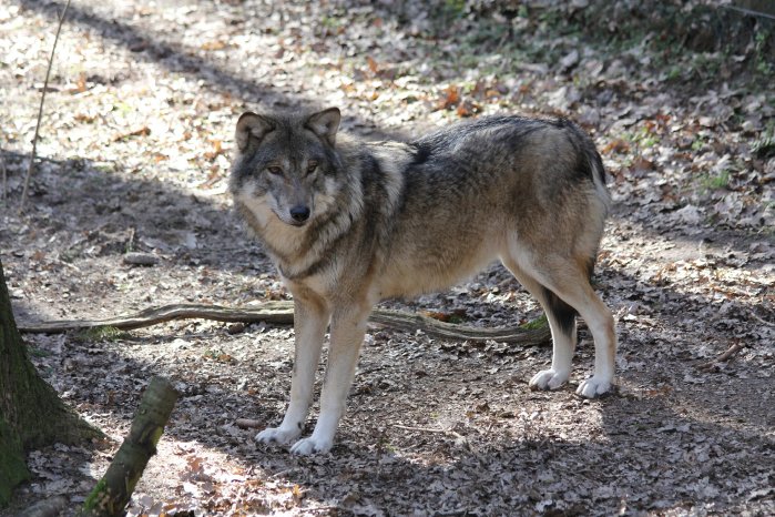 Wildpark-MV_Wolfswanderung.JPG