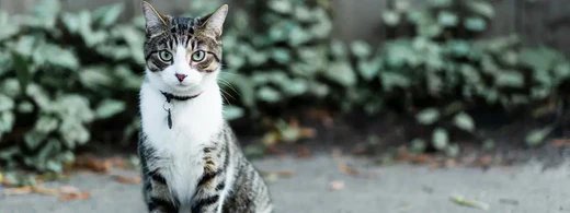 katzenzahnkrankheiten_1280_520x500_d4497cee-b35d-445b-b49f-4da3276a8496.webp