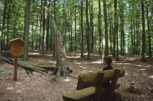 Wald-Buchen02-Seelenpfad.jpg