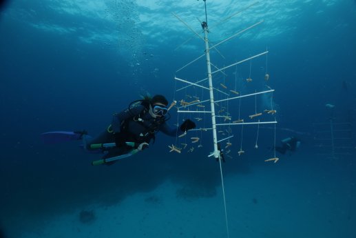 MSC Foundation setting up new corals on nursery tree_3 Copyright Simone Piccoli.JPG