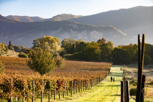 Itinerario tra i vigneti, Besazio-Mendrisiotto Turismo-Foto Jacques Perler.jpg