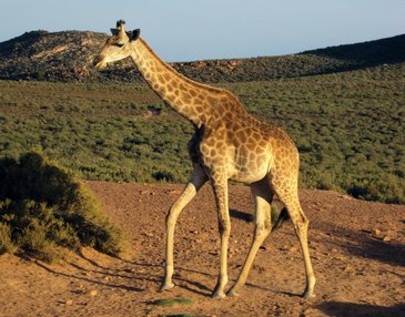 Suedafrika_singlereisen_suedafrika_giraffe.jpg