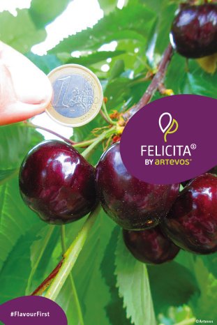 Artevos_Süßkirsche_‘Felicita‘-s-.jpg