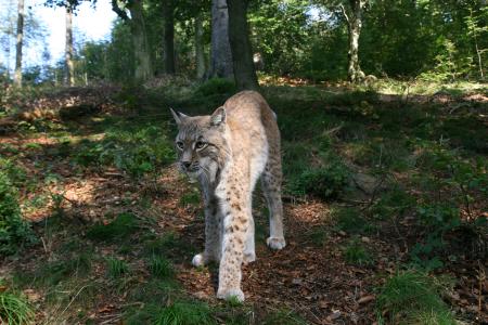 Den Luchs hautnah erleben