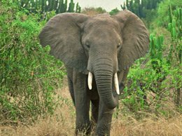 260-Elefant-_c_-WWF_Georg_Schwede.jpg