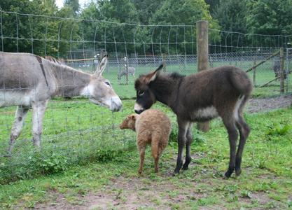 Lulu mit Schaffreundin